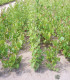 Betula Pendula Ou Verrucosa Origine Forestière / Bouleau Commun