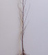 Betula Pendula Ou Verrucosa Origine Forestière / Bouleau Commun