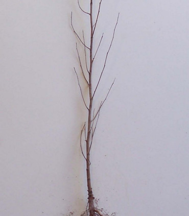 Betula Pendula Ou Verrucosa Origine Forestière / Bouleau Commun