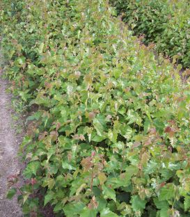 Betula Pendula Ou Verrucosa Origine Forestière / Bouleau Commun