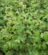 Betula Pubescens / Bouleau Pubescent