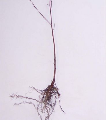 Betula Pubescens / Bouleau Pubescent