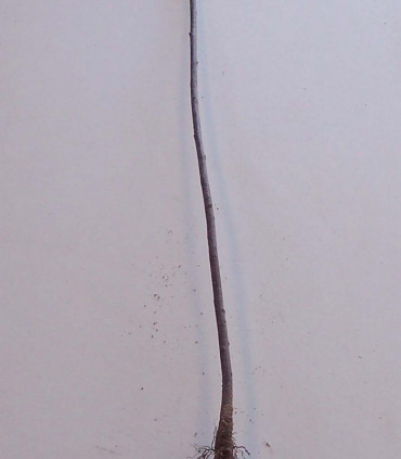 Rhamnus Frangula / Bourdaine