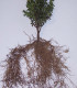 Buxus Sempervirens / Buis Commun