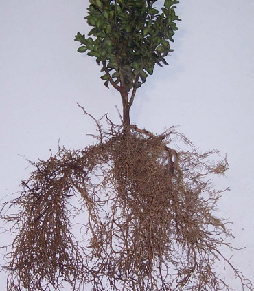 Buxus Sempervirens / Buis Commun