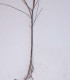 Prunus Mahaleb / Cerisier Sainte Lucie