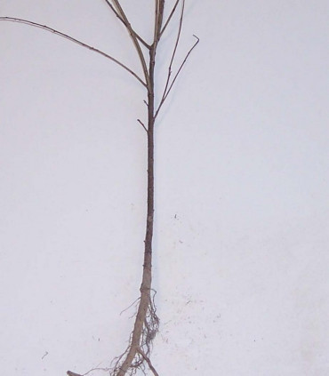 Prunus Mahaleb / Cerisier Sainte Lucie