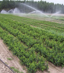 Prunus Mahaleb / Cerisier Sainte Lucie