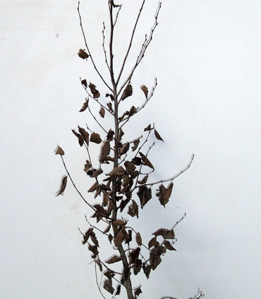 Carpinus Betulus / Charme Commun, Charmille