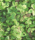 Carpinus Betulus / Charme Commun, Charmille