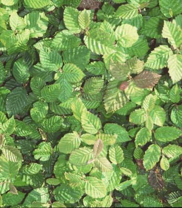Carpinus Betulus / Charme Commun, Charmille