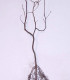 Carpinus Betulus / Charme Commun, Charmille