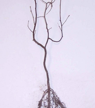 Carpinus Betulus / Charme Commun, Charmille