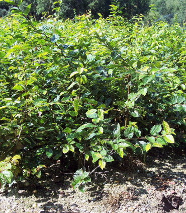 Carpinus Betulus / Charme Commun, Charmille