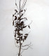 Carpinus Betulus Origine Forestiere / Charme Commun, Charmille