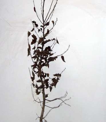 Carpinus Betulus Origine Forestiere / Charme Commun, Charmille