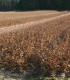 Carpinus Betulus Origine Forestiere / Charme Commun, Charmille
