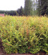 Carpinus Betulus Origine Forestiere / Charme Commun, Charmille