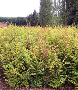 Carpinus Betulus Origine Forestiere / Charme Commun, Charmille