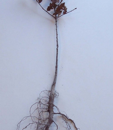 Quercus Cerris / Chene Chevelu de Bourgogne