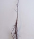 Quercus Palustris / Chene Des Marais