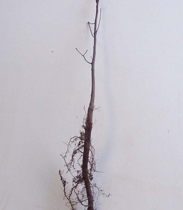 Quercus Palustris / Chene Des Marais