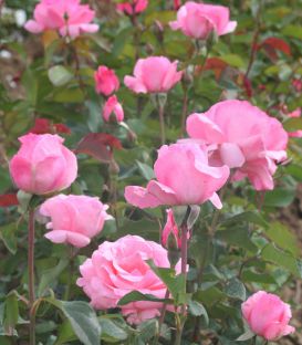 Rosier Buisson Queen Elisabeth