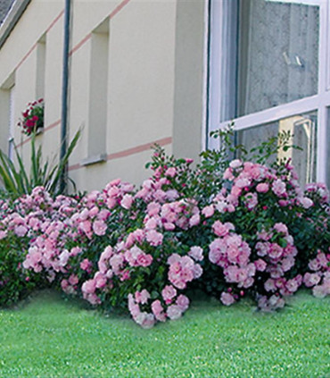 Rosier Decorosier Mareva®