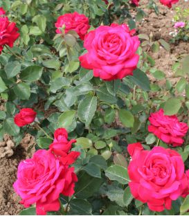 Rosier Buisson Dame de Coeur