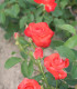 Rosier Polyantha Orange Sensation
