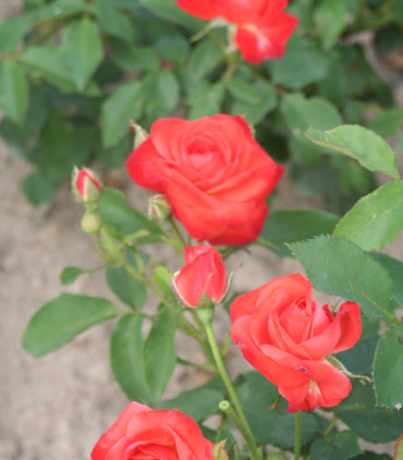 Rosier Polyantha Orange Sensation