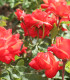 Rosier Polyantha Orange Sensation