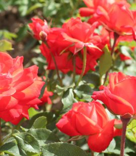 Rosier Polyantha Orange Sensation