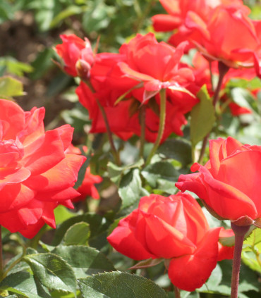Rosier Polyantha Orange Sensation