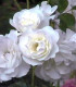 Rosier Polyantha Iceberg