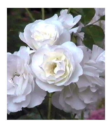 Rosier Polyantha Iceberg
