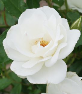 Rosier Polyantha Iceberg