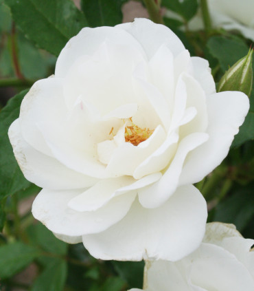 Rosier Polyantha Iceberg
