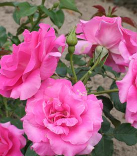 Rosier Polyantha Manou Meilland®
