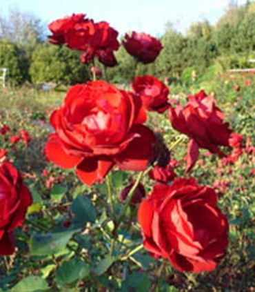 Rosier Polyantha Lilli Marleen