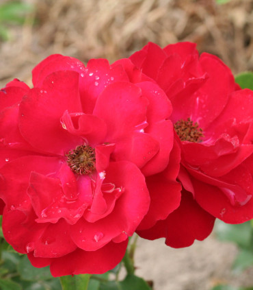 Rosier Polyantha Lilli Marleen