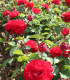 Rosier Polyantha Lilli Marleen
