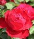 Rosier Polyantha Lilli Marleen