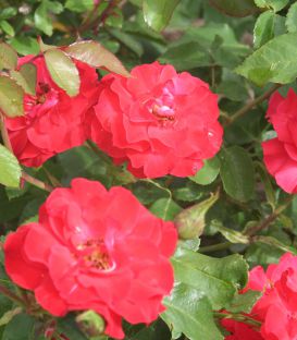 Rosier Paysager La Sevillana®