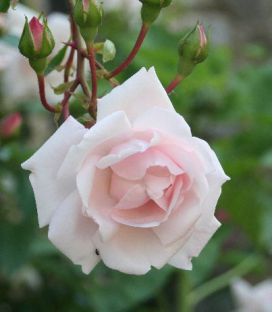 Rosier Grimpant New Dawn