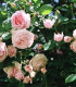 Rosier Grimpant Pierre de Ronsard®