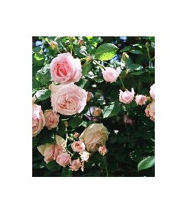 Rosier Grimpant Pierre de Ronsard®