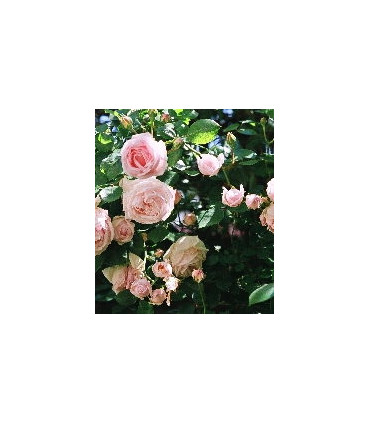 Rosier Grimpant Pierre de Ronsard®