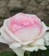 Rosier Grimpant Pierre de Ronsard®