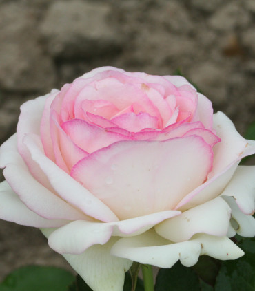Rosier Grimpant Pierre de Ronsard®